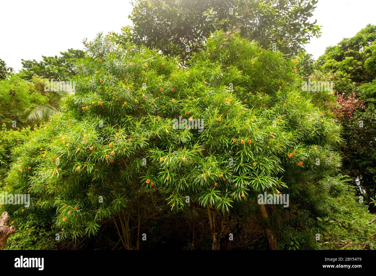 A beautiful tropical flowering plant Be-still Tree (Cascabela thevetia) a member of Dogbane, Family Apocynaceae Stock Photo