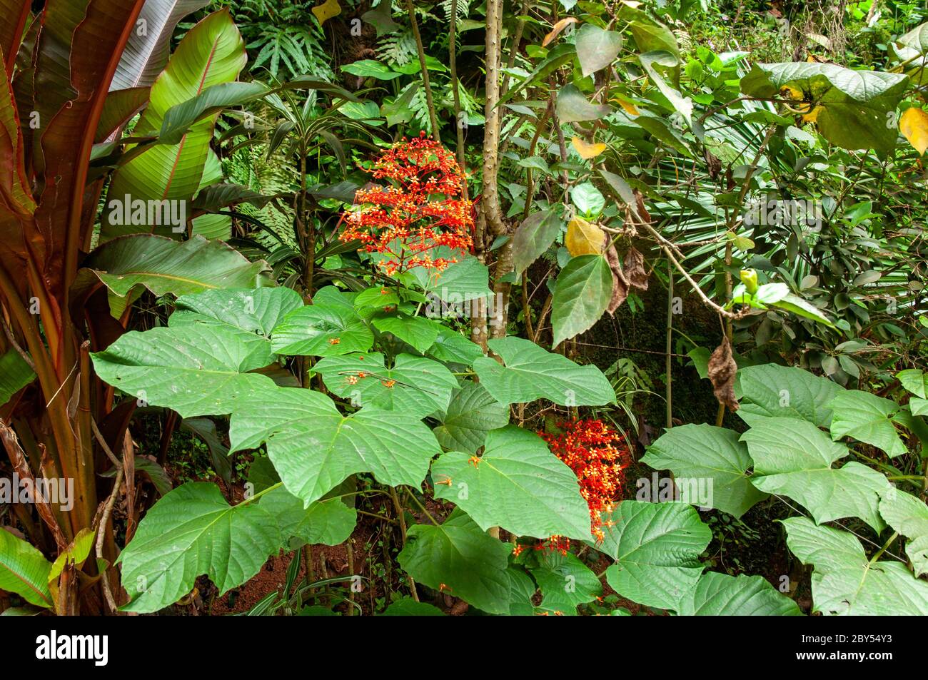 A beautiful red tropical flower, Pagoda-Flower (Clerodendrum paniculatum). Seychelles. Stock Photo
