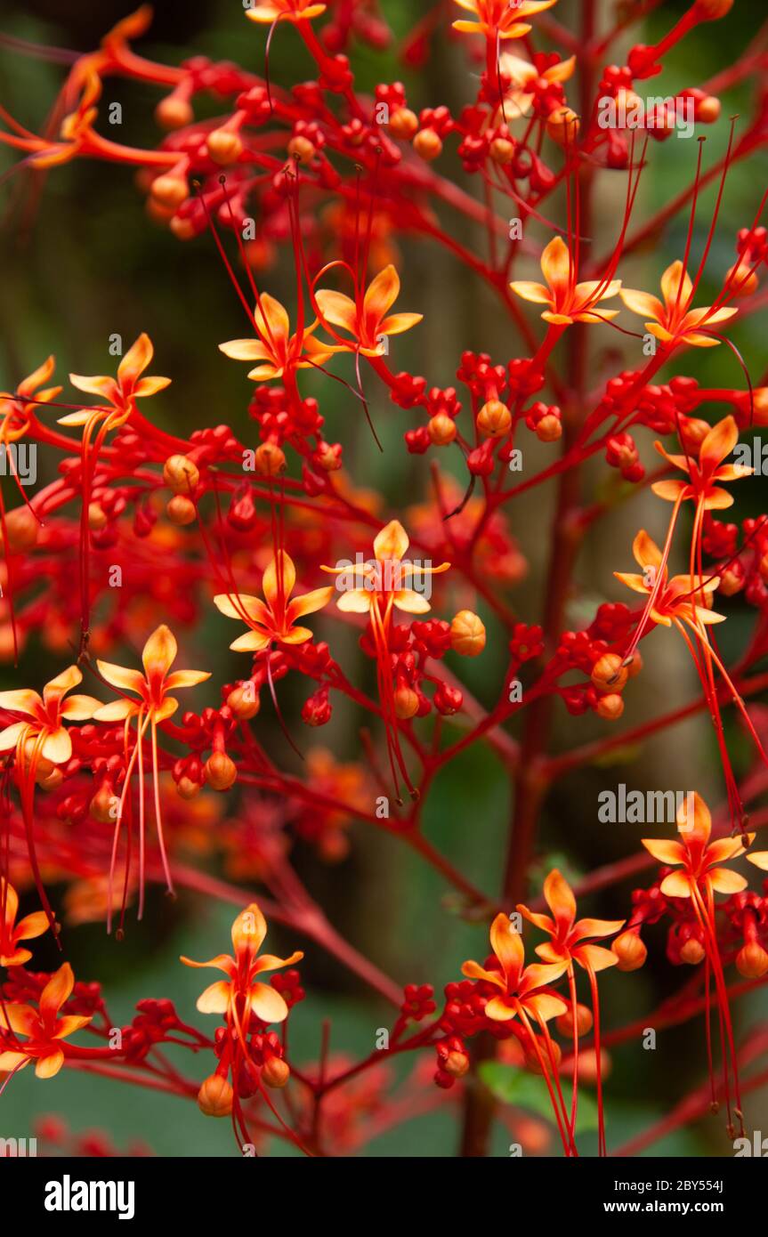 A beautiful red tropical flower, Pagoda-Flower (Clerodendrum paniculatum). Seychelles. Stock Photo