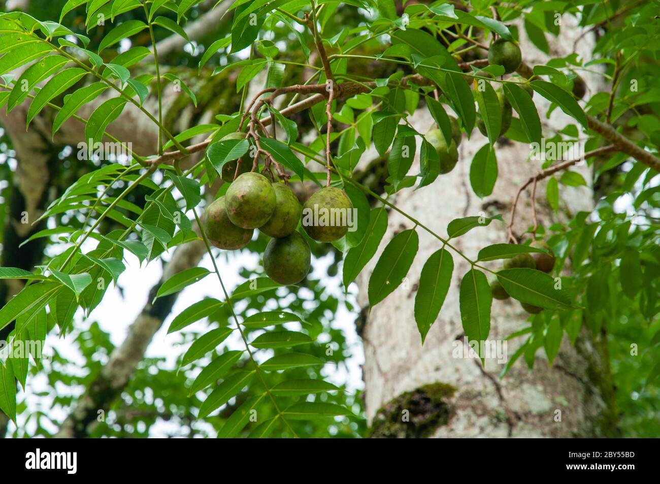 English Plum fruit tropical tree (Spondias dulcis), Seychelles. Stock Photo