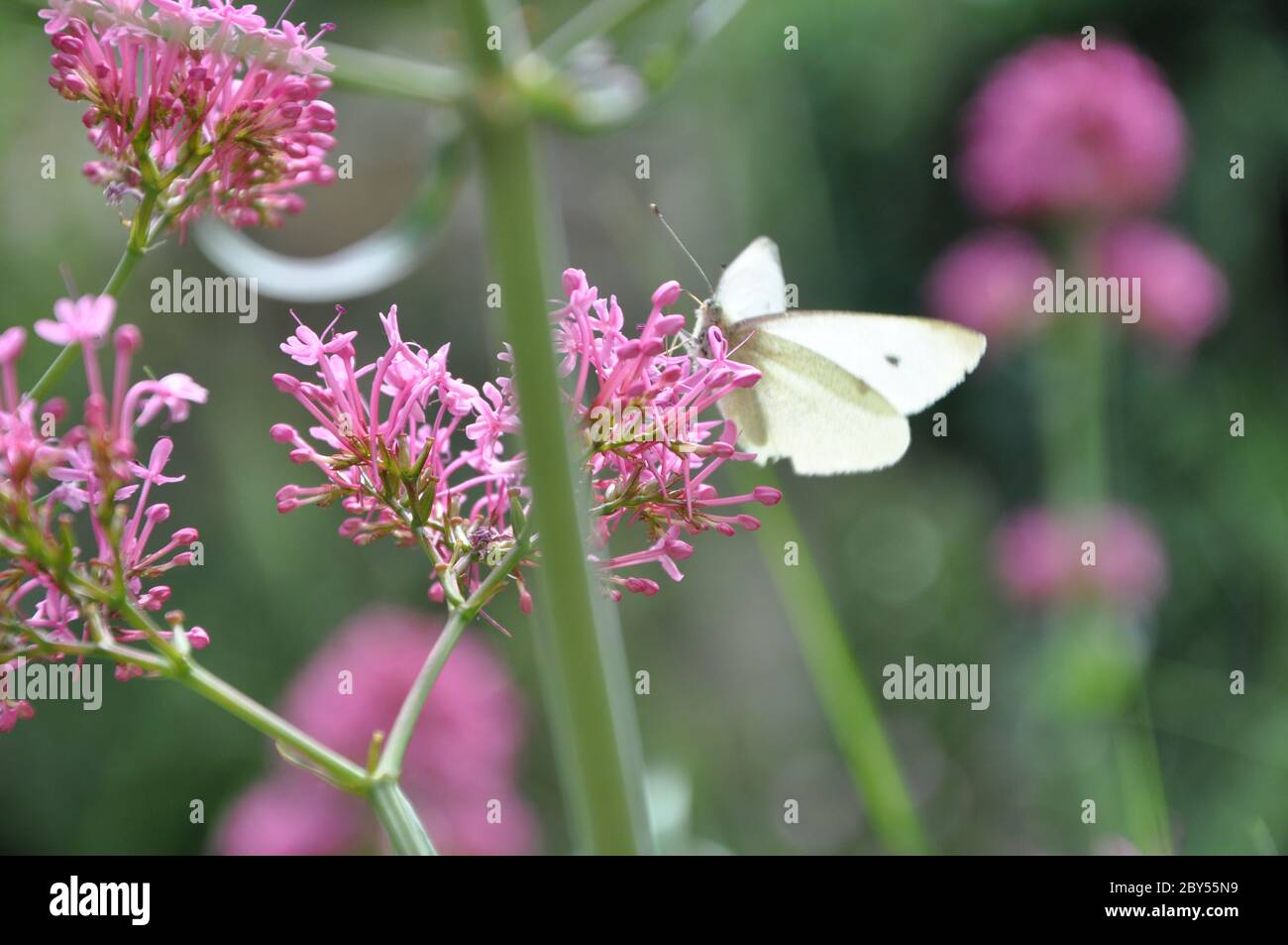 Small cabbage white butterfly. Stock Photo