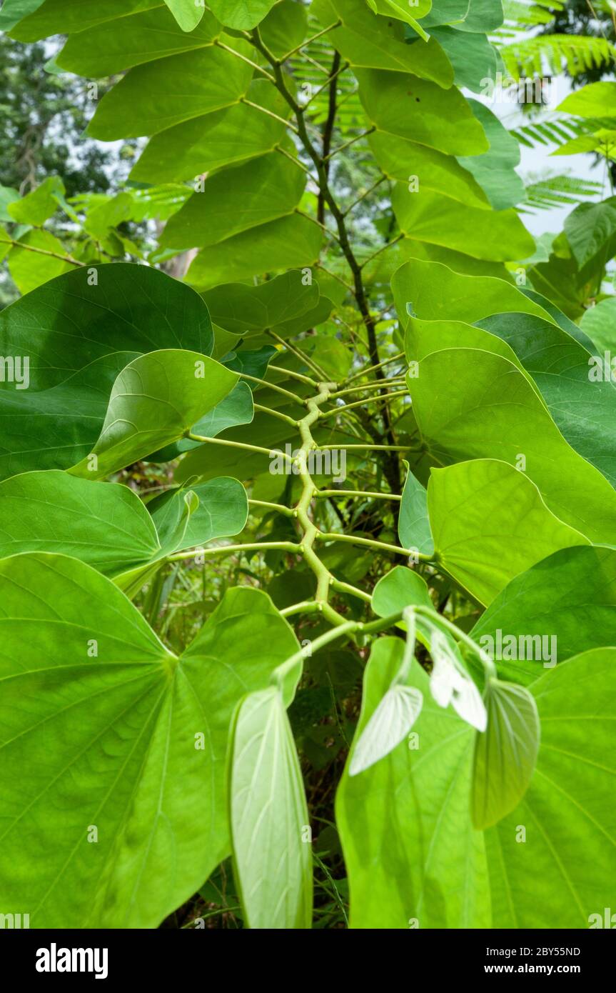A green leaves of tropical plant Orchid Tree (Bauhinia purpurea) Stock Photo