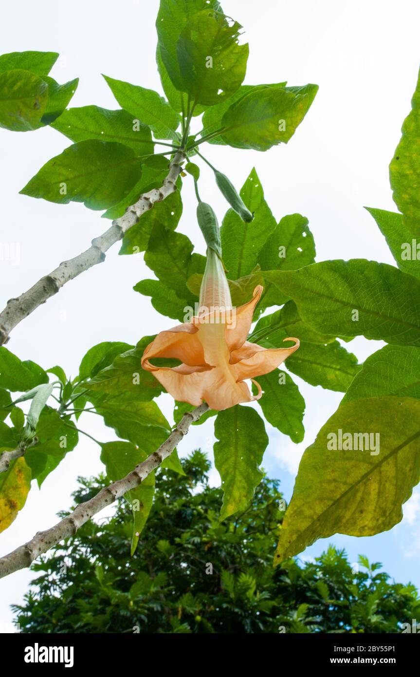 Beautiful orange tropical single flower Garden Angel's Trumpet (Brugmansia × candida) Stock Photo