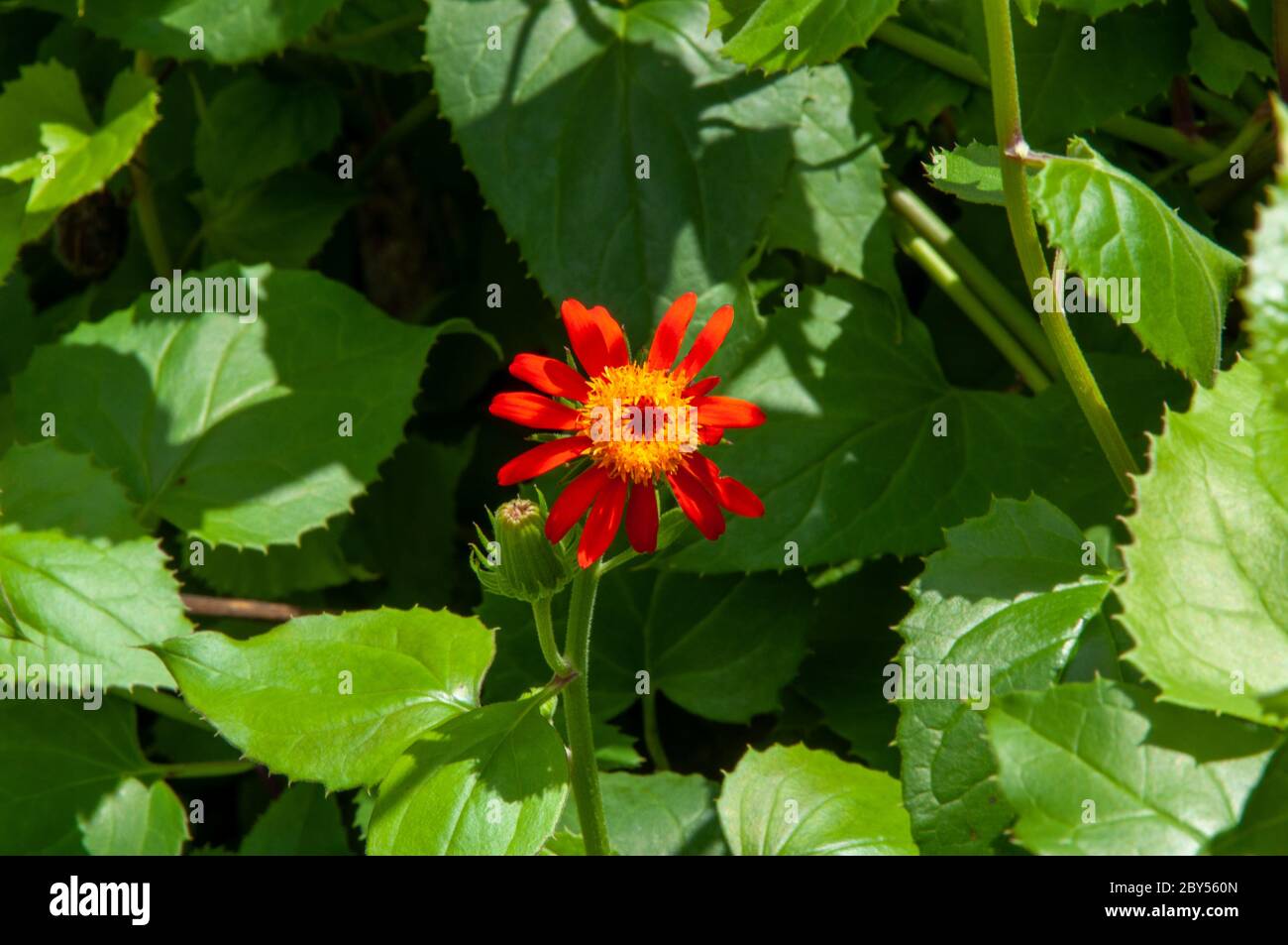 Beautiful orange and red tropical single flower Subfamily Asteroideae a member of Sunflowers, Daisies, Asters, and Allies Family Asteraceae Stock Photo