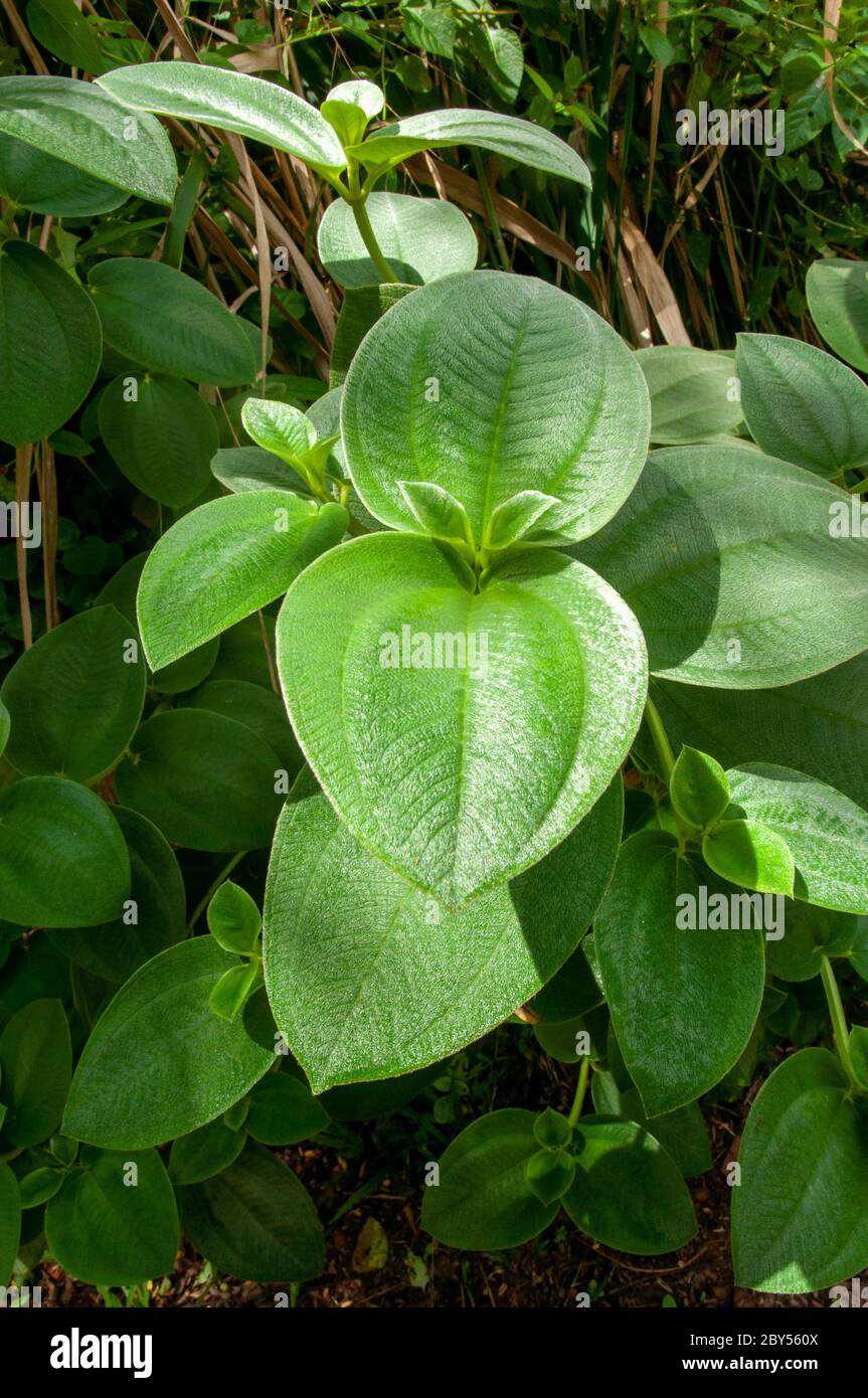 A green leaves of tropical plant Heterotis buettneriana a member of Melastome, Family Melastomataceae Stock Photo