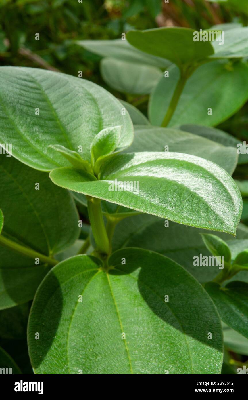 A green leaves of tropical plant Heterotis buettneriana a member of Melastome, Family Melastomataceae Stock Photo