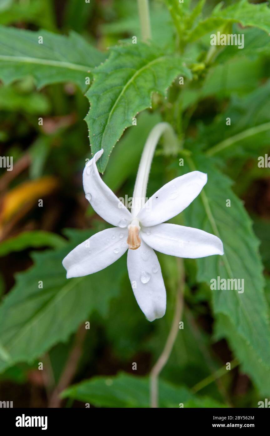 A beautiful white single tropical flower Star of Bethlehem (Hippobroma longiflora) a member of Bellflower, Family Campanulaceae Stock Photo