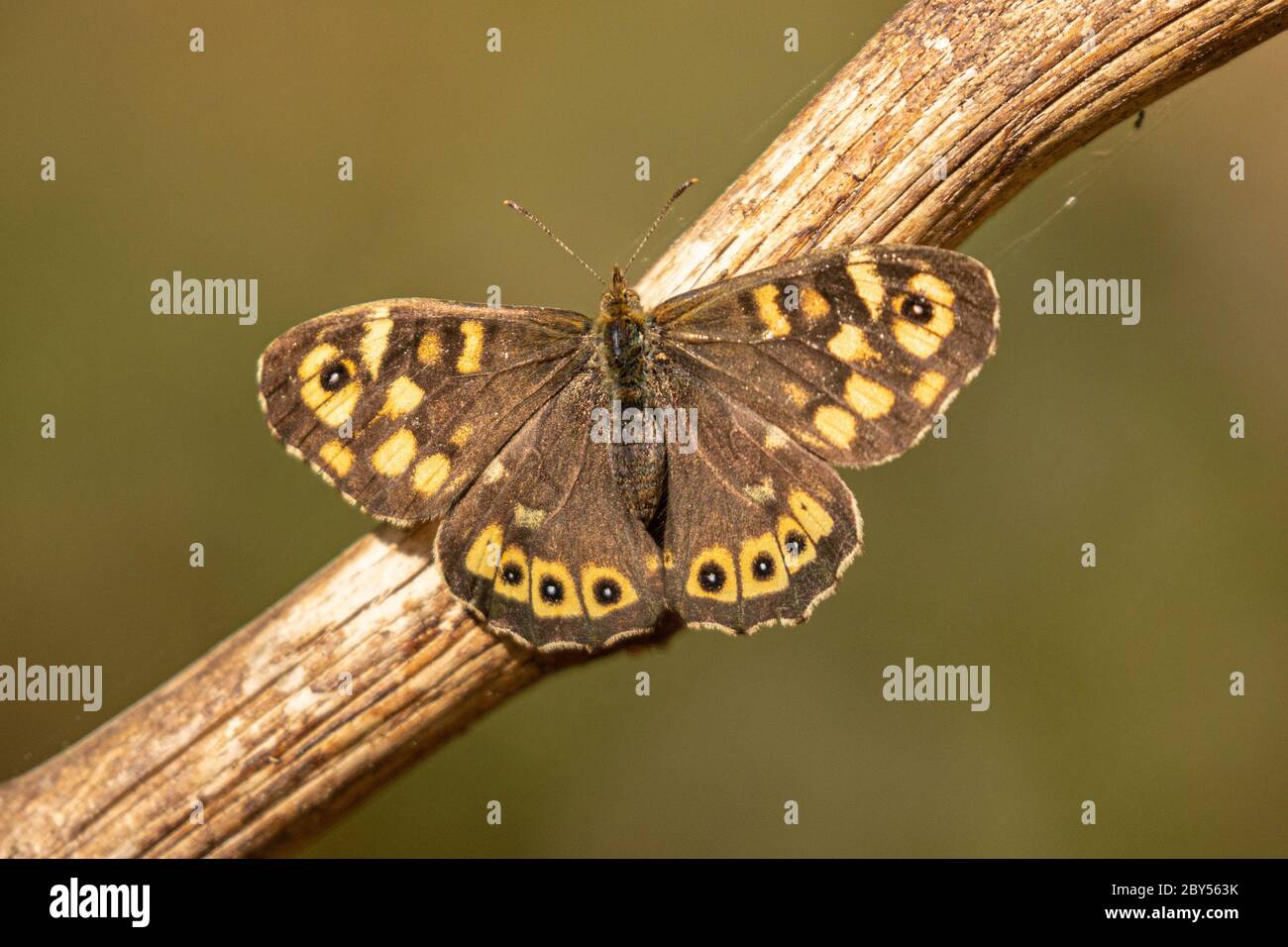 Speckled Wood (Pararge aegeria), on deadwood in April, Germany, Bavaria, Isental Stock Photo