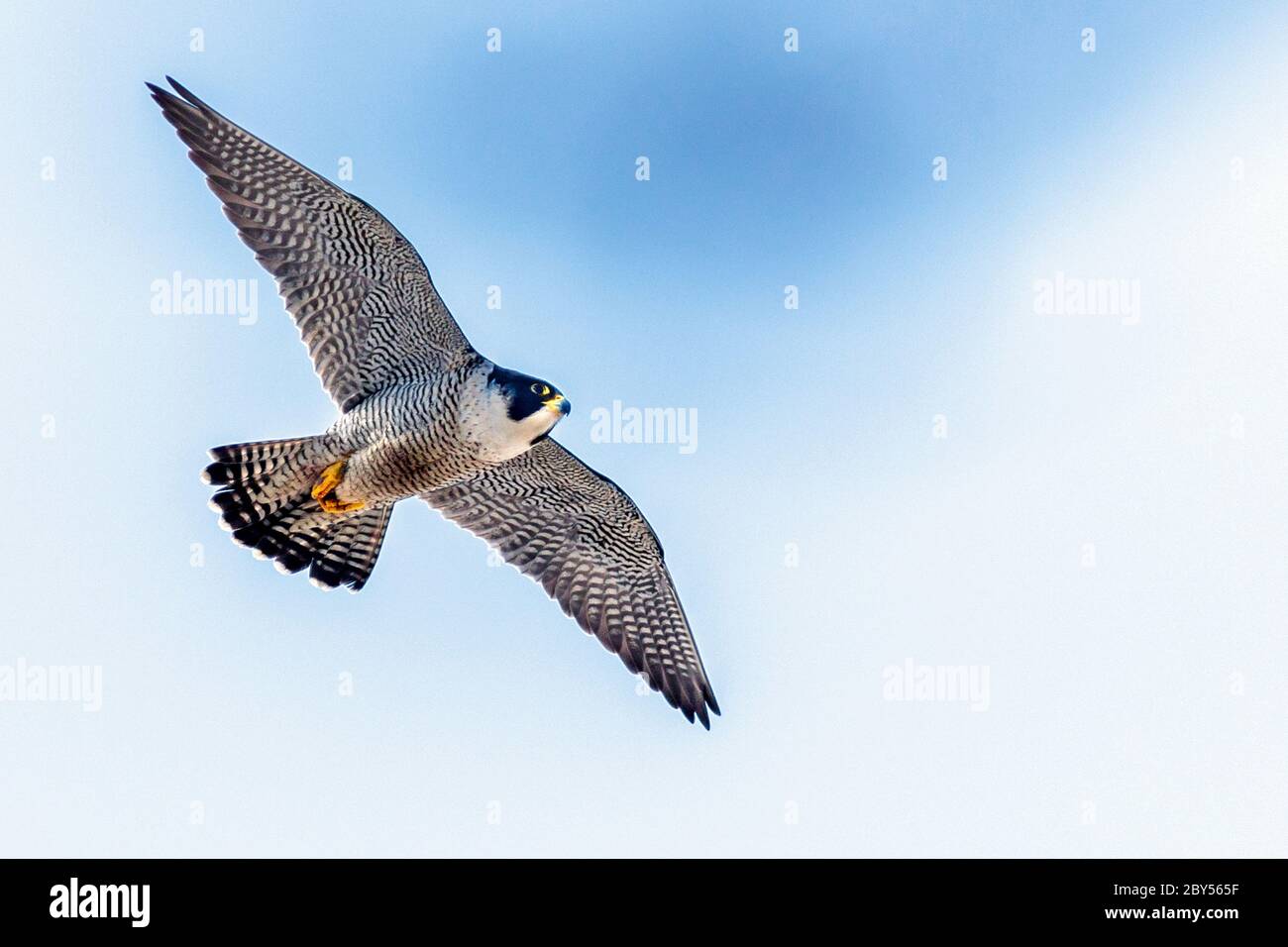 peregrine falcon (Falco peregrinus), in flight, Germany Stock Photo