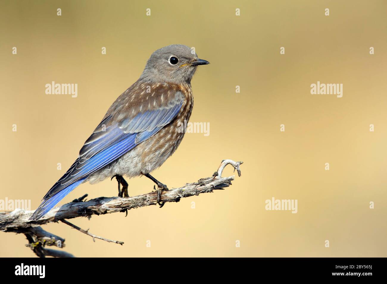 western bluebird (Sialia mexicana), Juvenile perched on a twig, USA