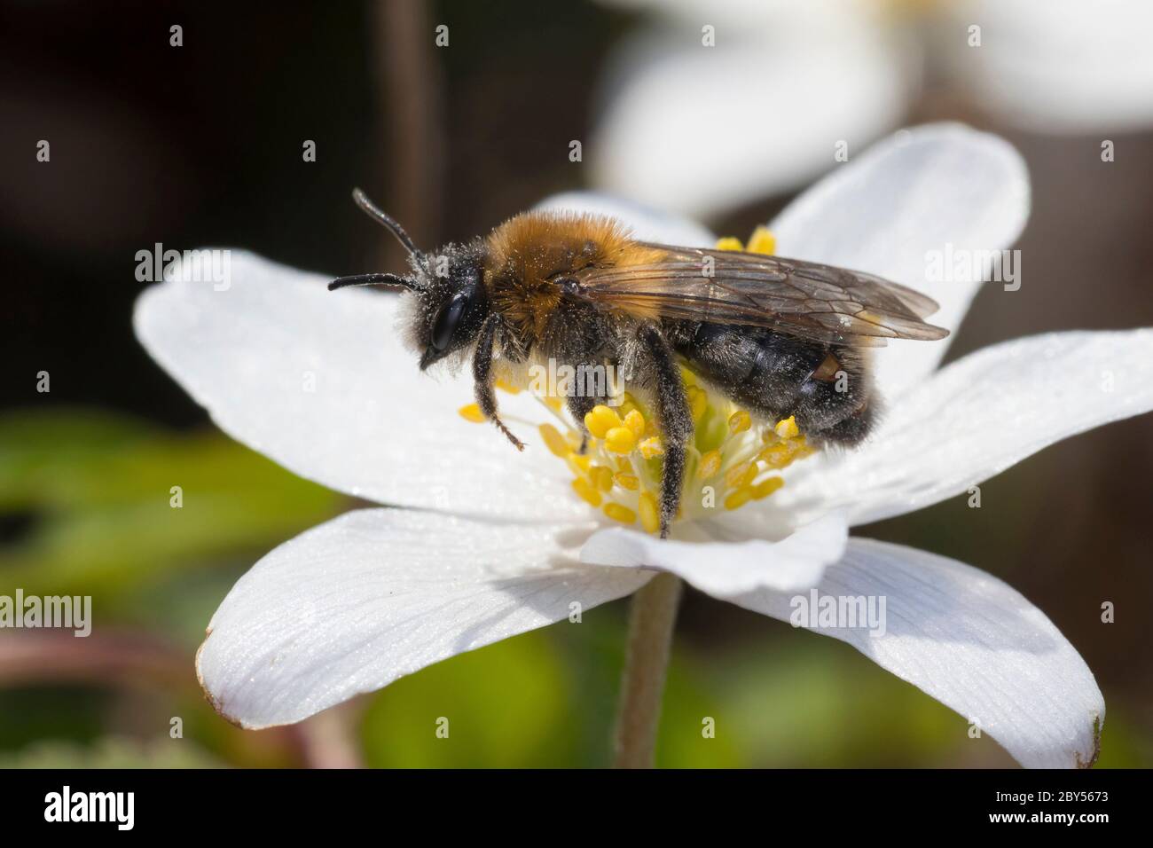 Mining-Bee (Andrena spec.), visiting a flower of a wood anemone, Anemone nemorosa, with female Stresipteron in puparium, breaking through segments of the abdomen, Germany Stock Photo