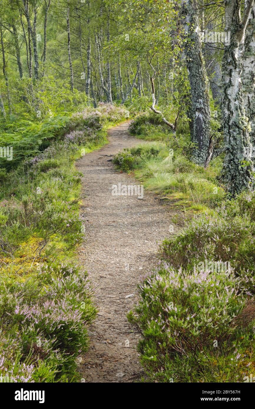 hiking trail at the Craigellachie National Nature Reserve, United Kingdom, Scotland, Craigellachie National Nature Reserve Stock Photo