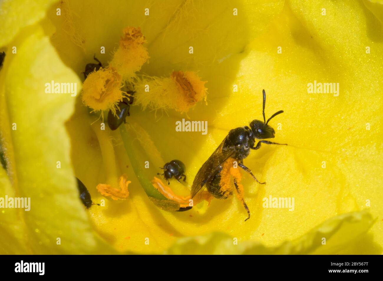 sweat bee, halictid bee (Lasioglossum spec.), visiting a mullein flower, Verbascum, Germany Stock Photo