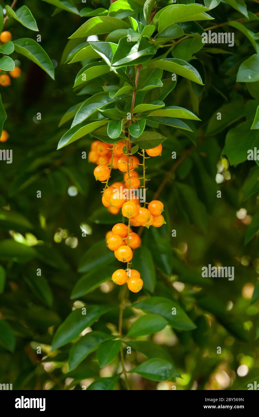 A beautiful orange tropical fruits Skyflower (Duranta erecta) a member