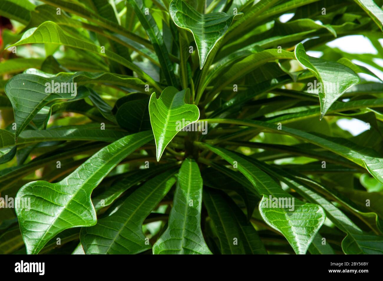 Green Leaves Of The Tropical Plant Frangipani Trees Genus Plumeria