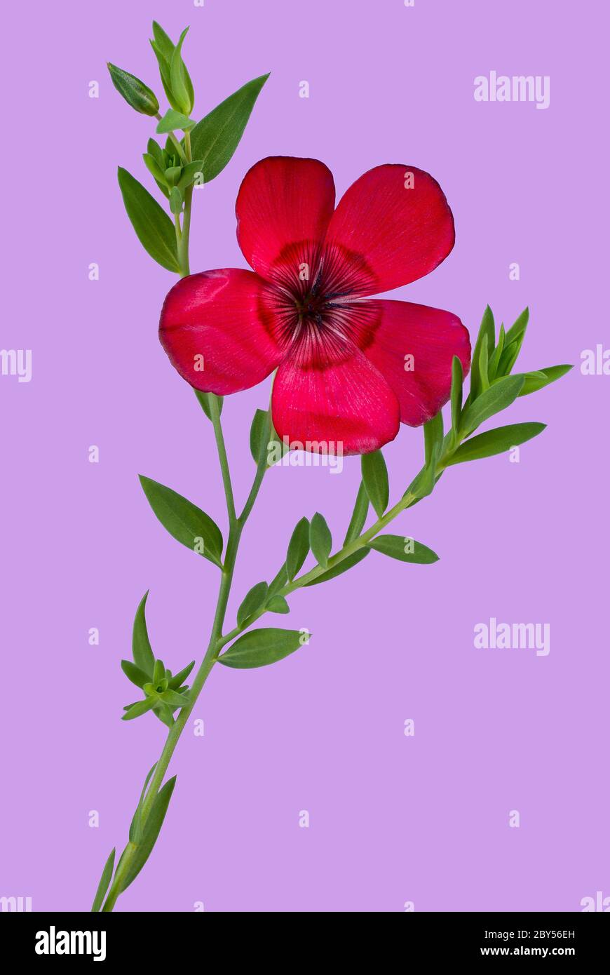 scarlet flax (Linum grandiflorum rubrum), blooming Stock Photo
