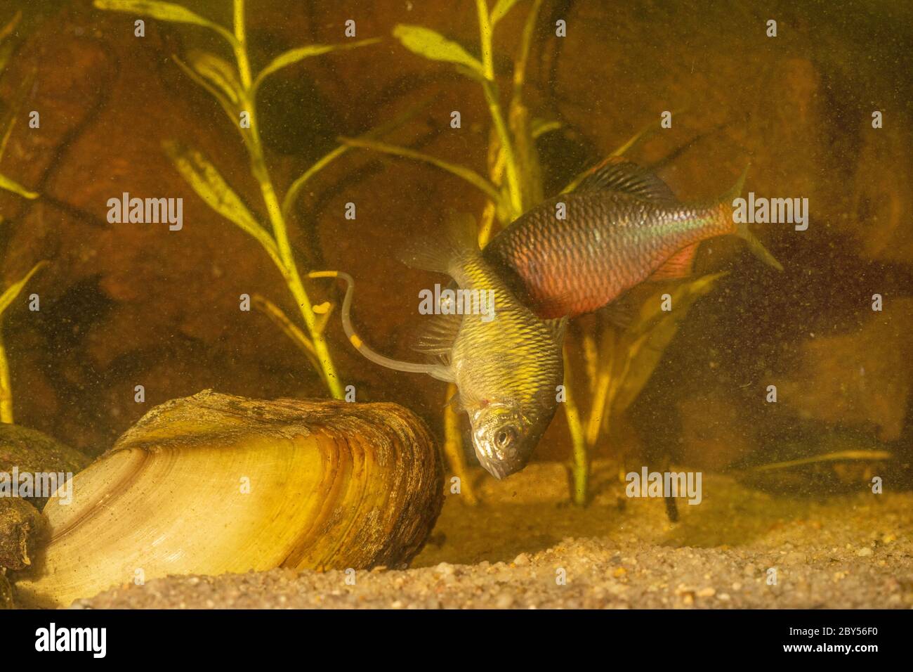 bitterling (Rhodeus amarus, Rhodeus sericeus, Rhodeus sericeus amarus), female with genital papilla in front of a mussel in front and a male with nuptial colouration, Germany Stock Photo