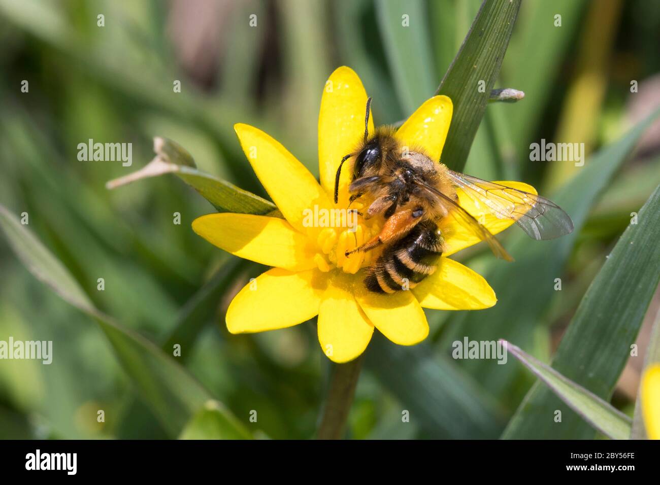 Yellow-legged mining bee, Yellow-legged mining-bee (Andrena flavipes), female visiting a lesser celandine flower, Ranunculus ficaria, Germany Stock Photo