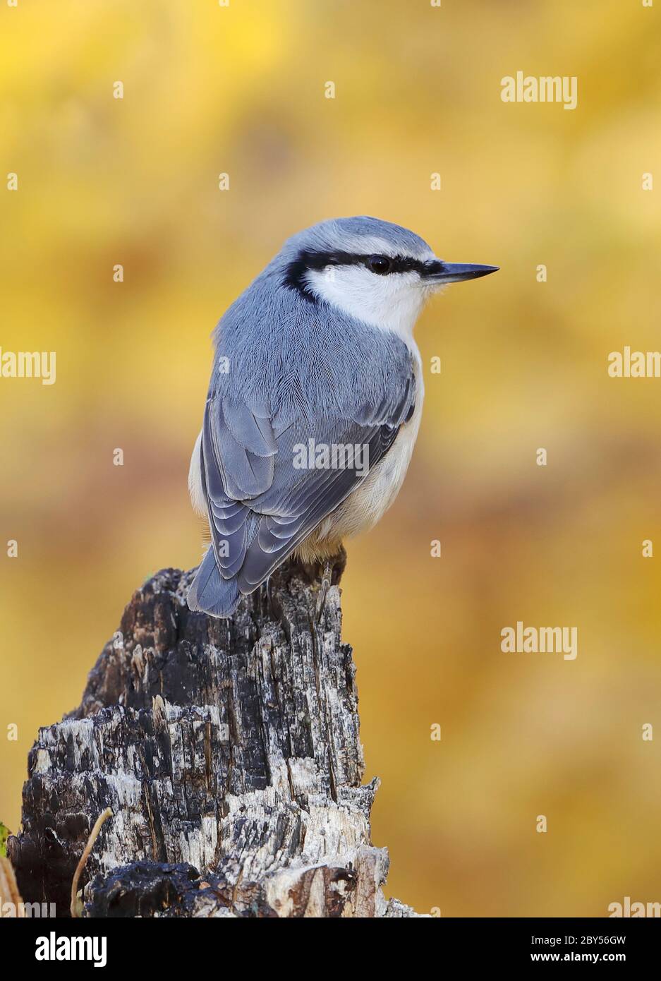 Bailkal nuthatch (Sitta europaea baicalensis), against an autumn colored background, Mongolia, Monkh tenger Stock Photo