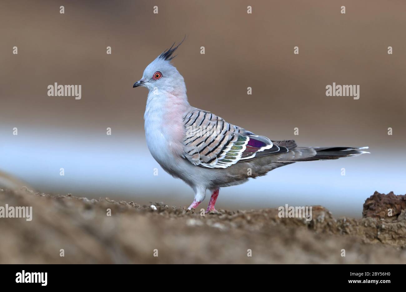 crested pigeon (Ocyphaps lophotes), stands on the ground, Australia, Queensland, Winton Stock Photo