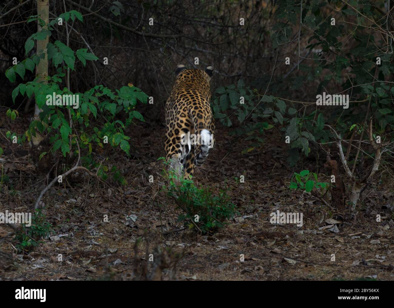 Leopard Walking In Golden Light With Woods In background, with ...