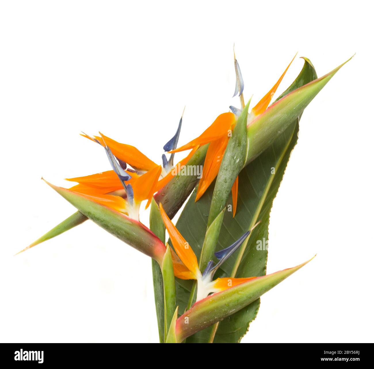 bouquet o strelitzia flowers Stock Photo - Alamy