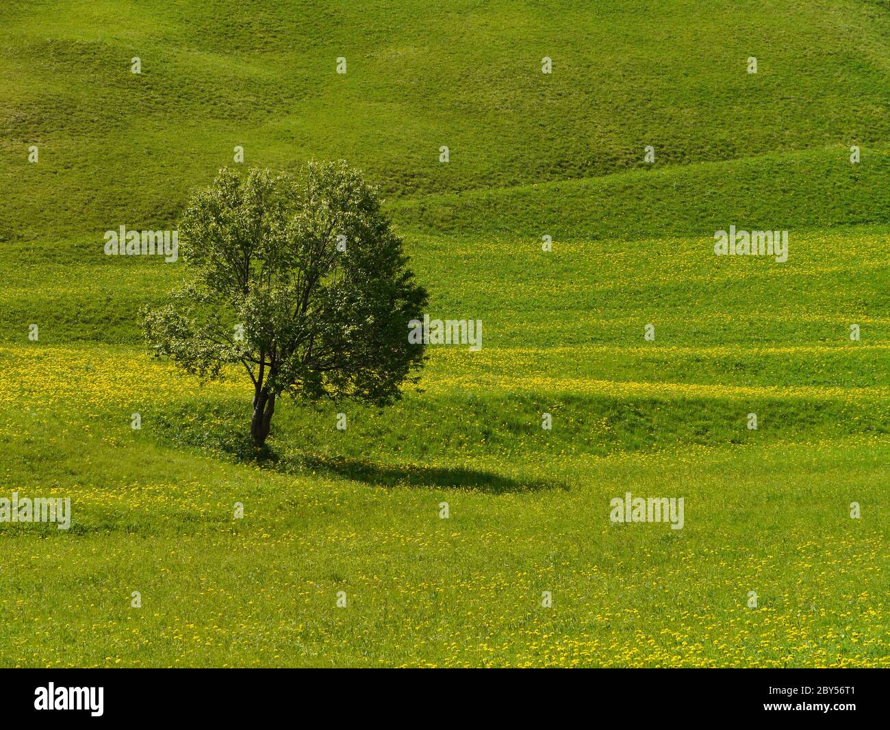 Dandelion meadow alone tree hi-res stock photography and images - Alamy