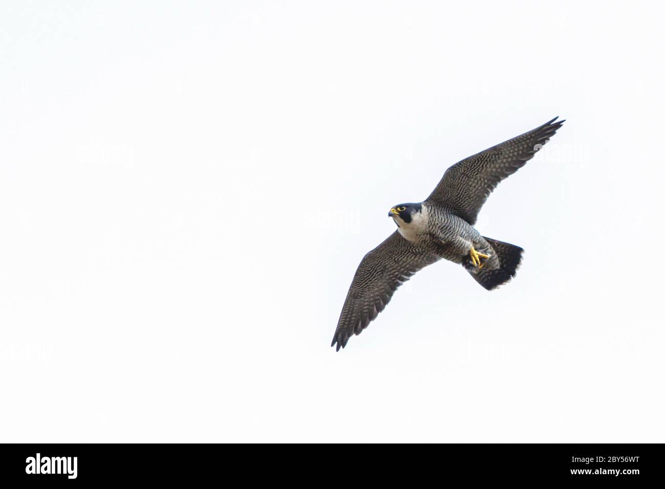 peregrine falcon (Falco peregrinus), in flight, Germany Stock Photo