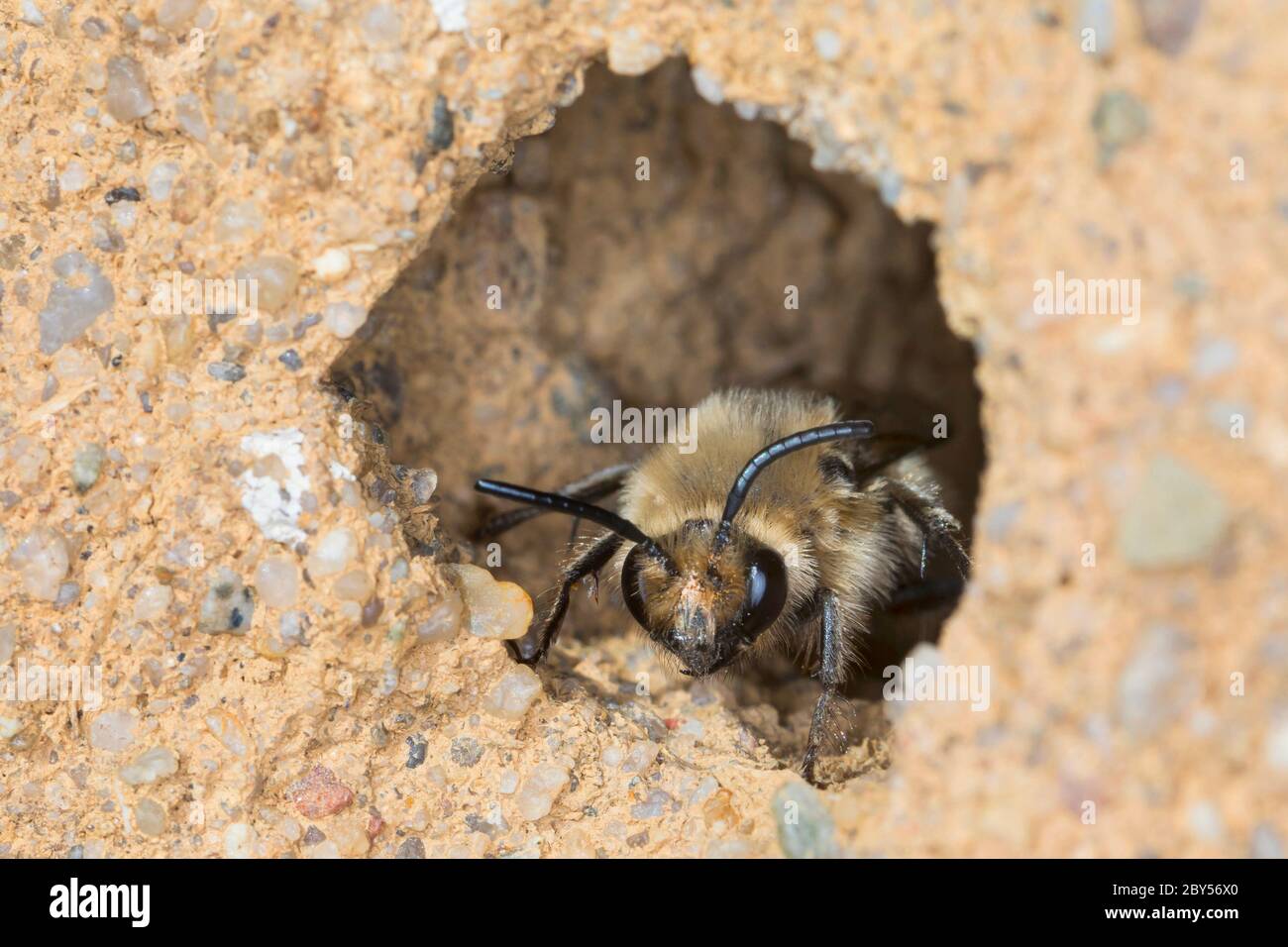 Mourning bee (Melecta albifrons, Melecta punctata, Melecta armata), female at a clay wall at the breeding tube of a hairy-footed flower bee (Anthophora plumipes), Germany Stock Photo