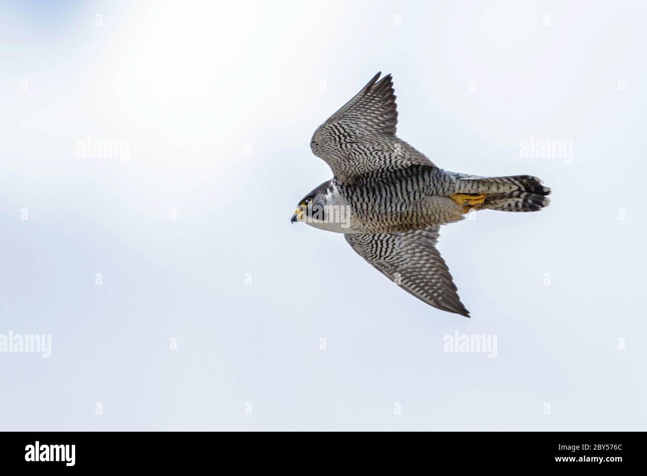 peregrine falcon (Falco peregrinus), in flight, Germany Stock Photo