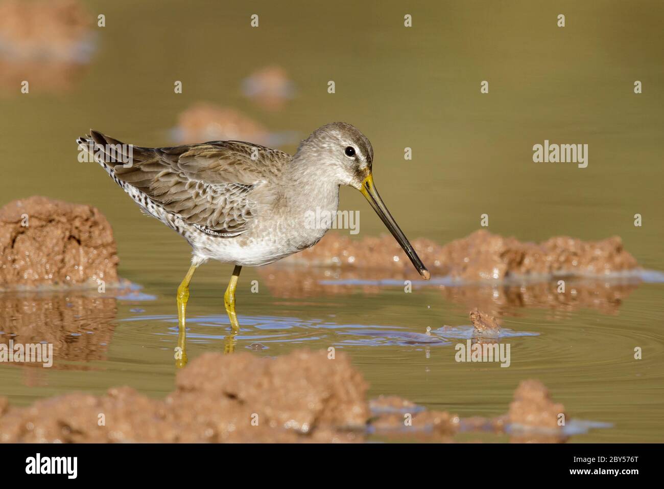 long-billed dowitcher (Limnodromus scolopaceus), Adult in non-breeding plumage, USA, Arizona, Maricopa County Stock Photo