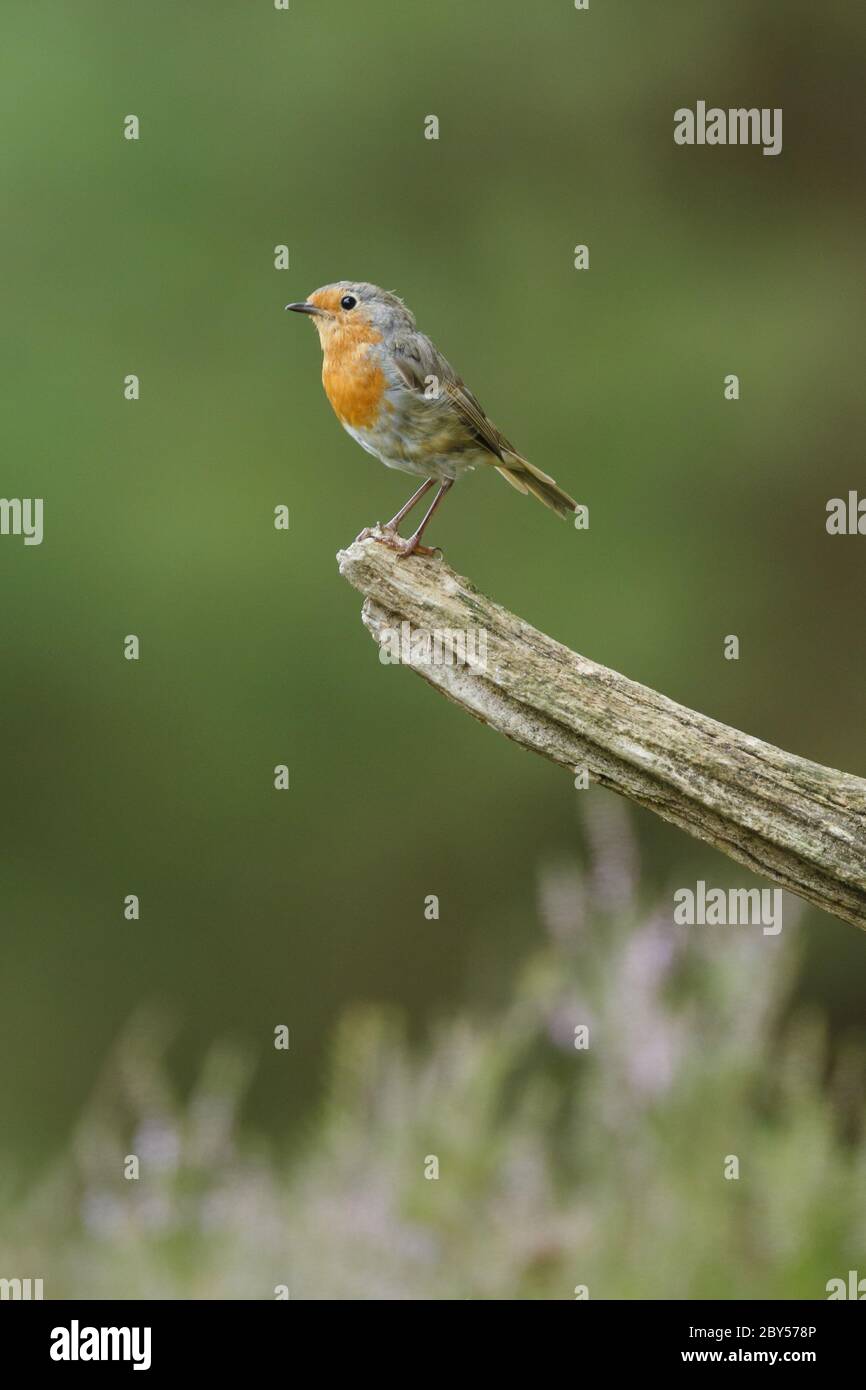 European robin (Erithacus rubecula), sits on a dead branch, Switzerland Stock Photo