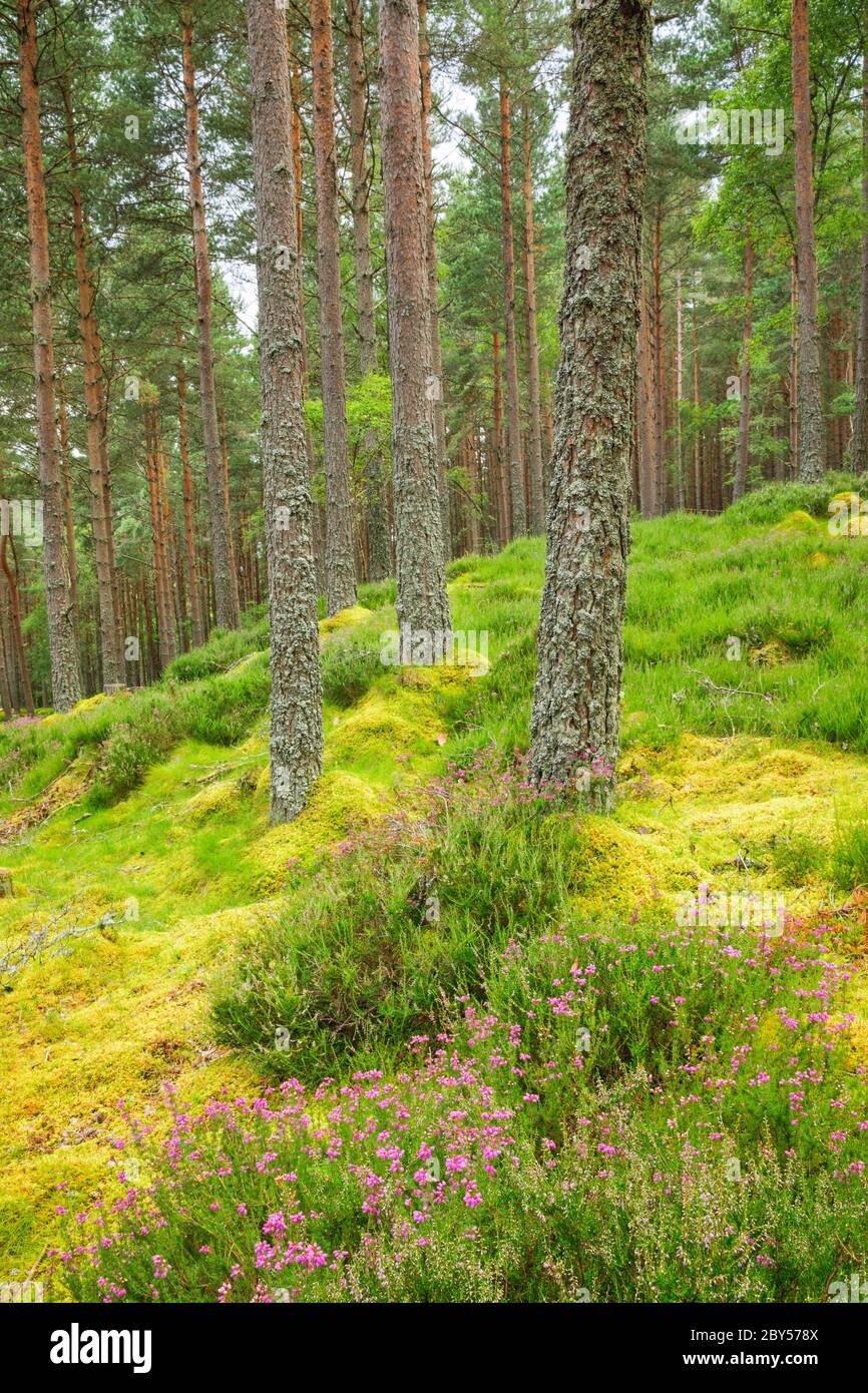 Scotch pine, Scots pine (Pinus sylvestris), pine forest with blooming heath, Erica tetralix, United Kingdom, Scotland Stock Photo