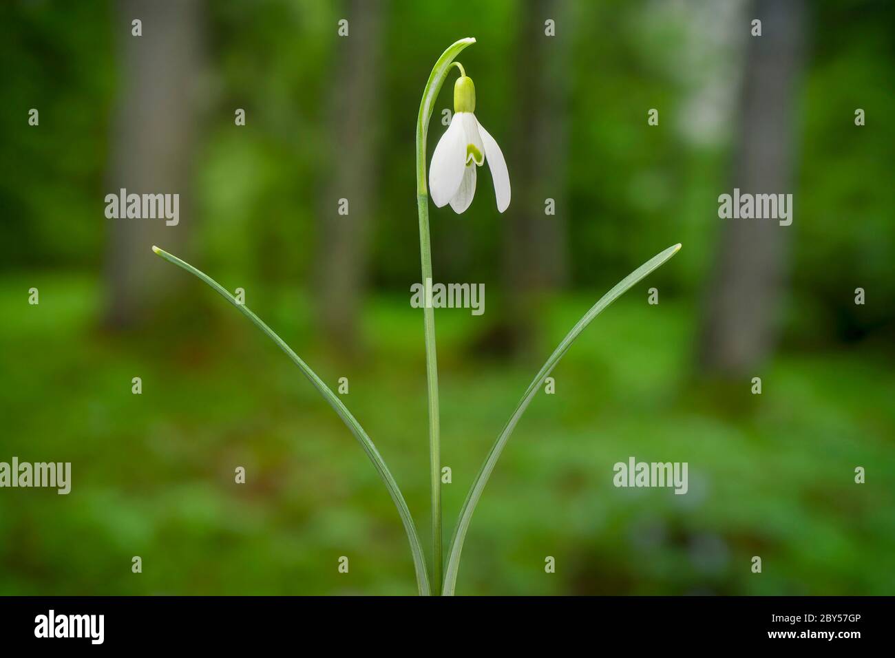 common snowdrop (Galanthus nivalis), single plant, Germany, Bavaria ...