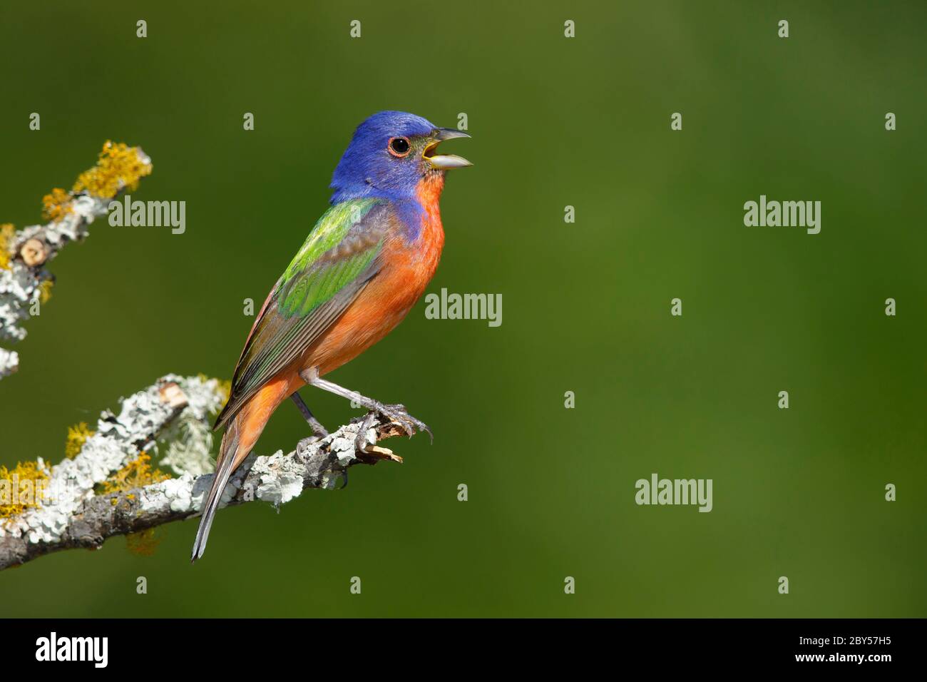 Painted buntings hires stock photography and images Alamy