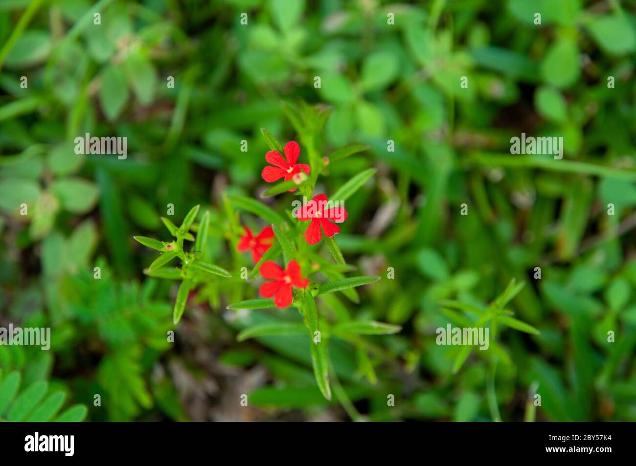 Beautiful red tropical single flower of Witchweed (Striga asiatica) in a green lush field, Seychelles Stock Photo