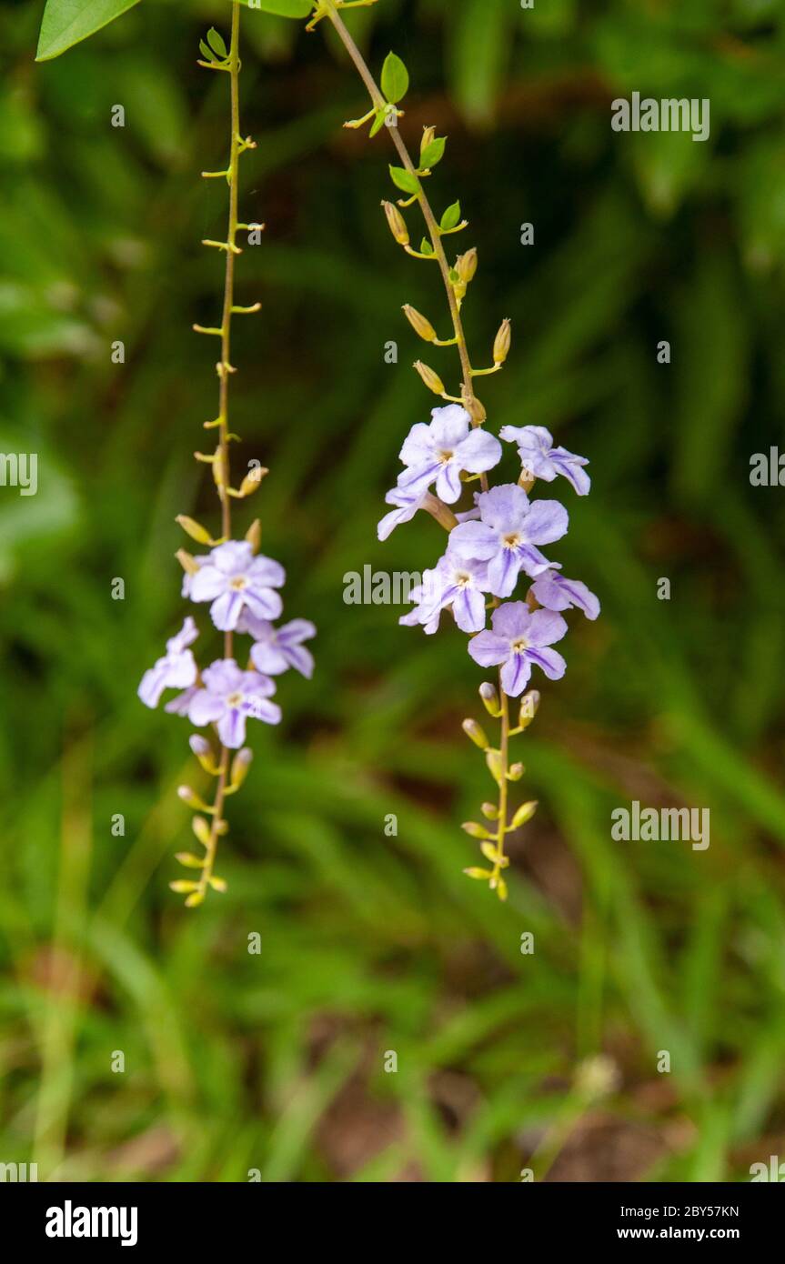 Duranta Plumieri Family