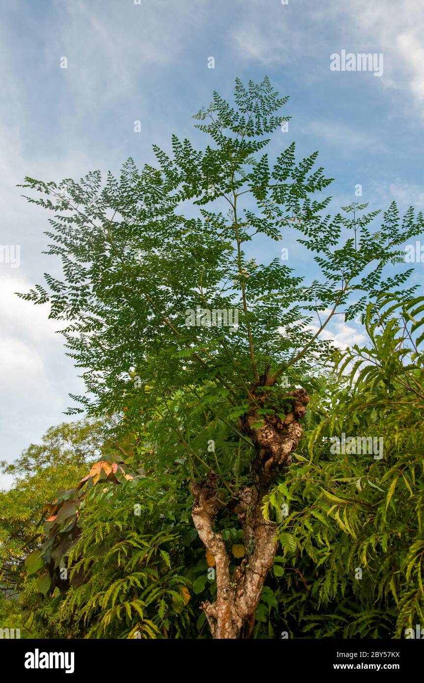 Horseradishtree hires stock photography and images Alamy
