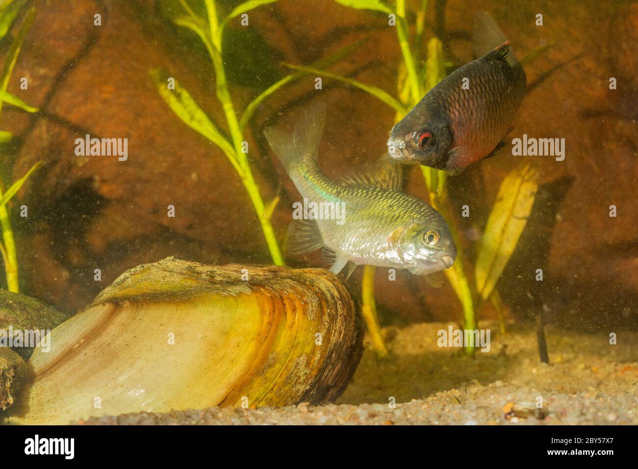 bitterling (Rhodeus amarus, Rhodeus sericeus, Rhodeus sericeus amarus), female laying its eggs into a mussel in front of a male with nuptial colouration, Germany Stock Photo