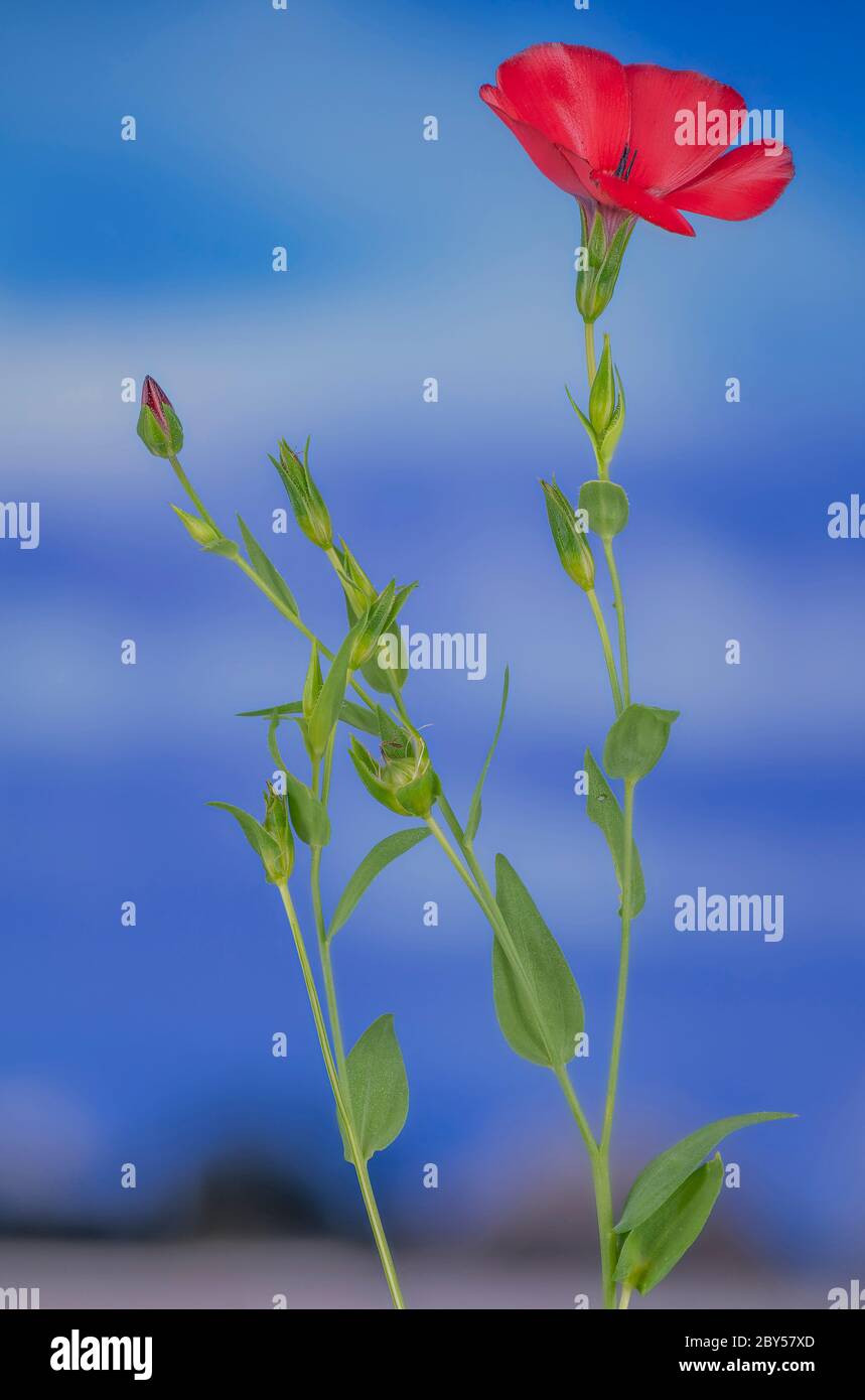scarlet flax (Linum grandiflorum rubrum), blooming, Germany, Bavaria Stock Photo