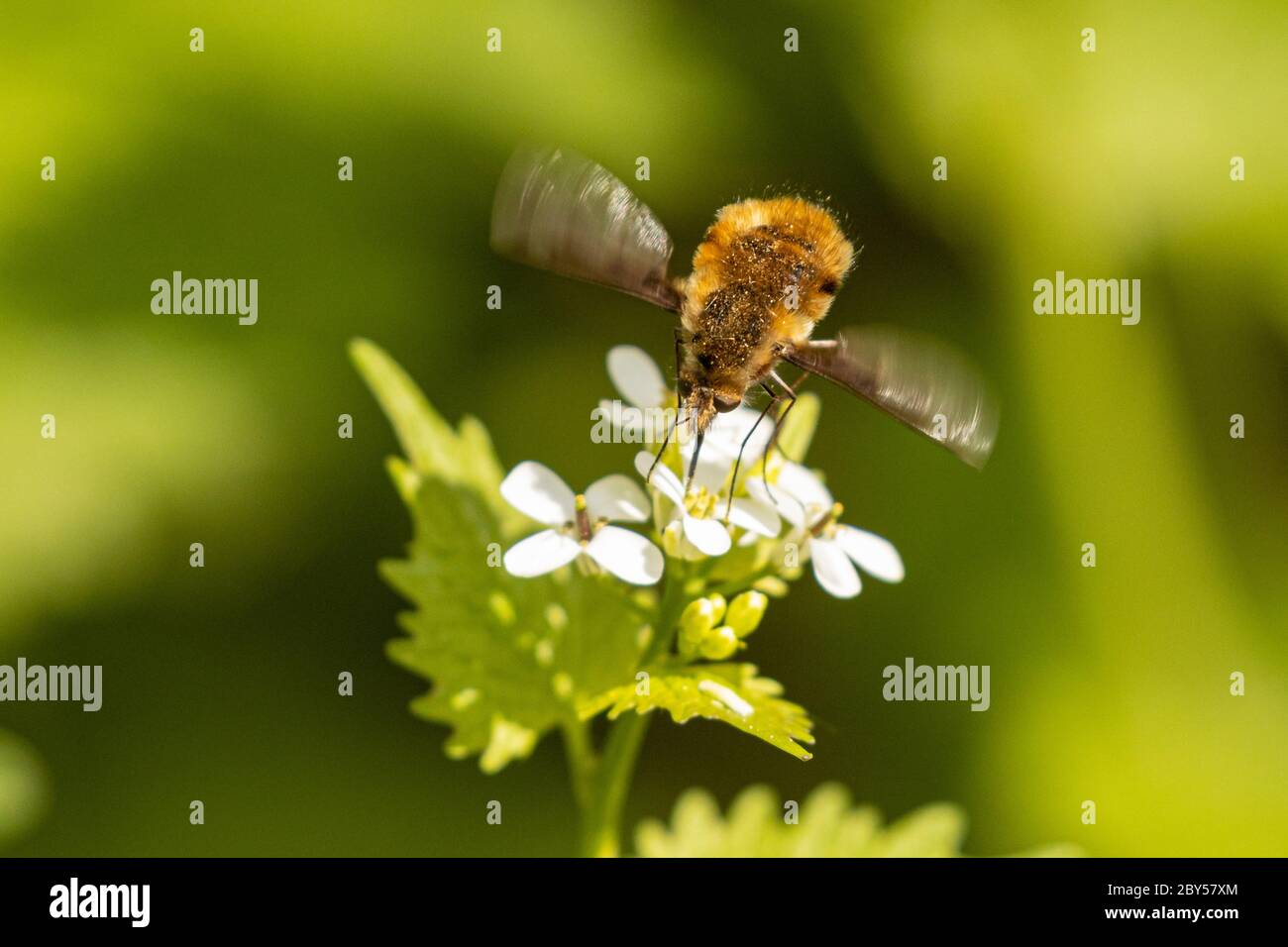 Large bee-fly (Bombylius major), sucks nectar from a garlic mustard flower, Germany, Bavaria Stock Photo