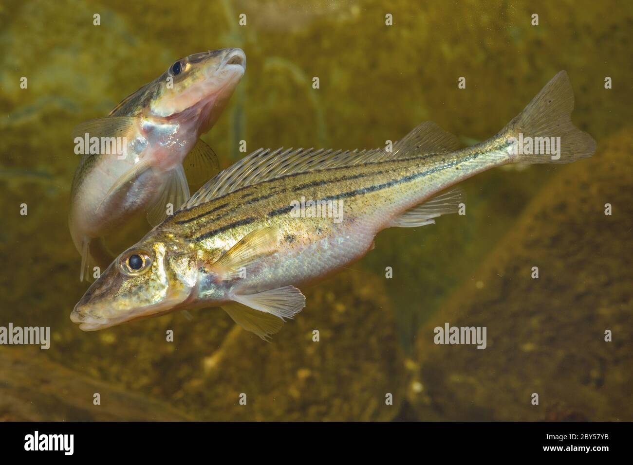 striped ruffe, schraetzer, Danube ruffe (Gymnocephalus schraetzer, Gymnocephalus schraetser), female ready for spawning Stock Photo