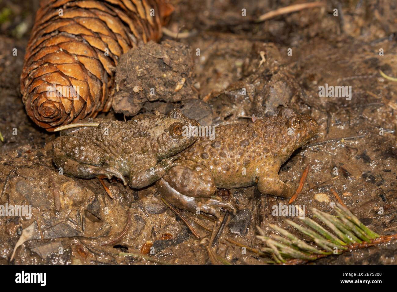 yellow-bellied toad, yellowbelly toad, variegated fire-toad (Bombina variegata), pair, Germany, Bavaria, Isental Stock Photo