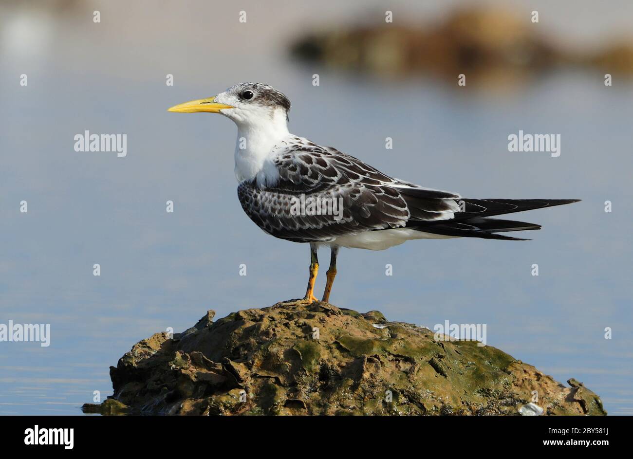 greater crested tern (Thalasseus bergii, Sterna bergii), Juvenile standing in salt pan along the coast, Oman Stock Photo