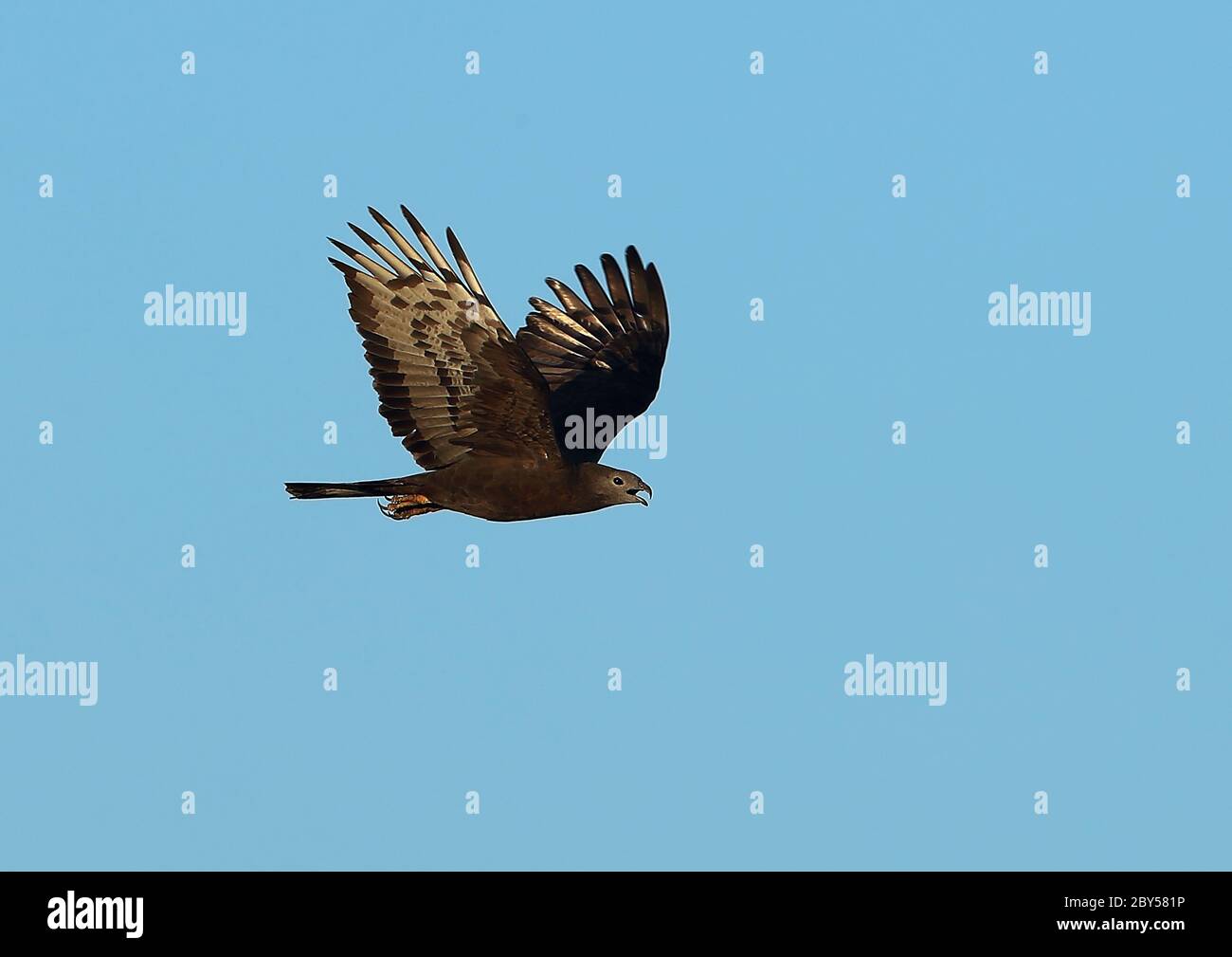 Oriental honey buzzard (Pernis ptilorhynchus), Calling in flight, Mongolia, Mandalgovi Stock Photo