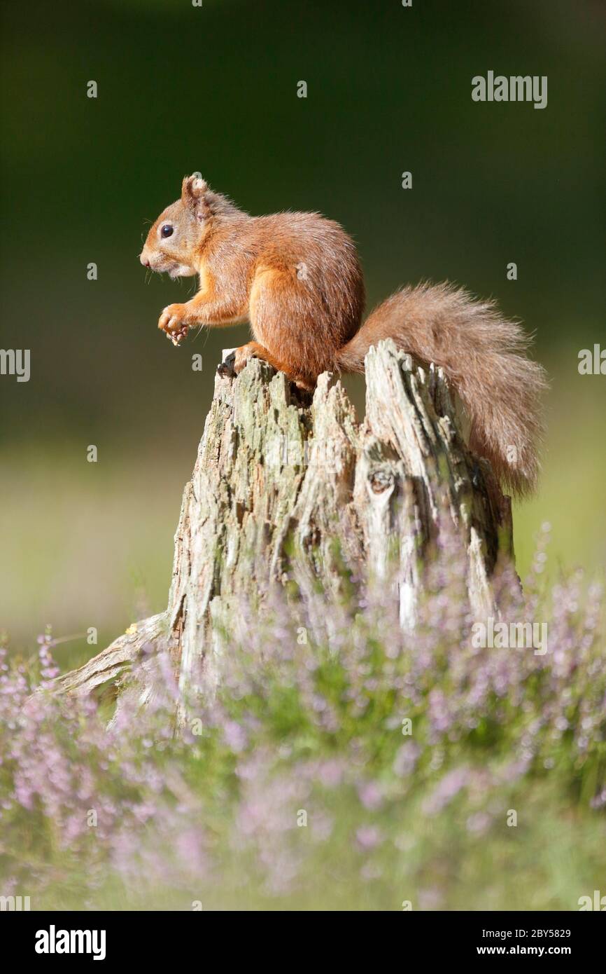European red squirrel, Eurasian red squirrel (Sciurus vulgaris), sits on a tree snag in blooming heath, Switzerland Stock Photo