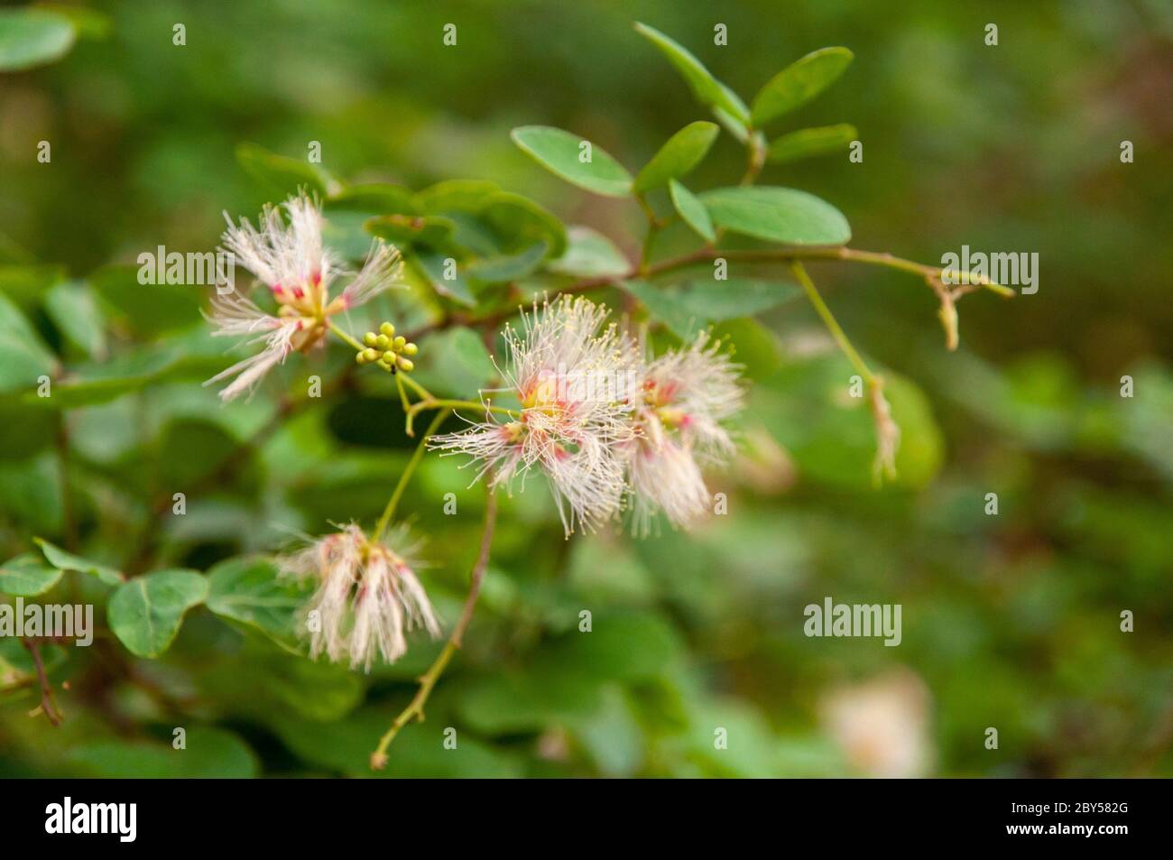 Close-up of a white wild flower of Guamúchil tree (Pithecellobium dulce) a tropical plant part of the pea family, Fabaceae Stock Photo
