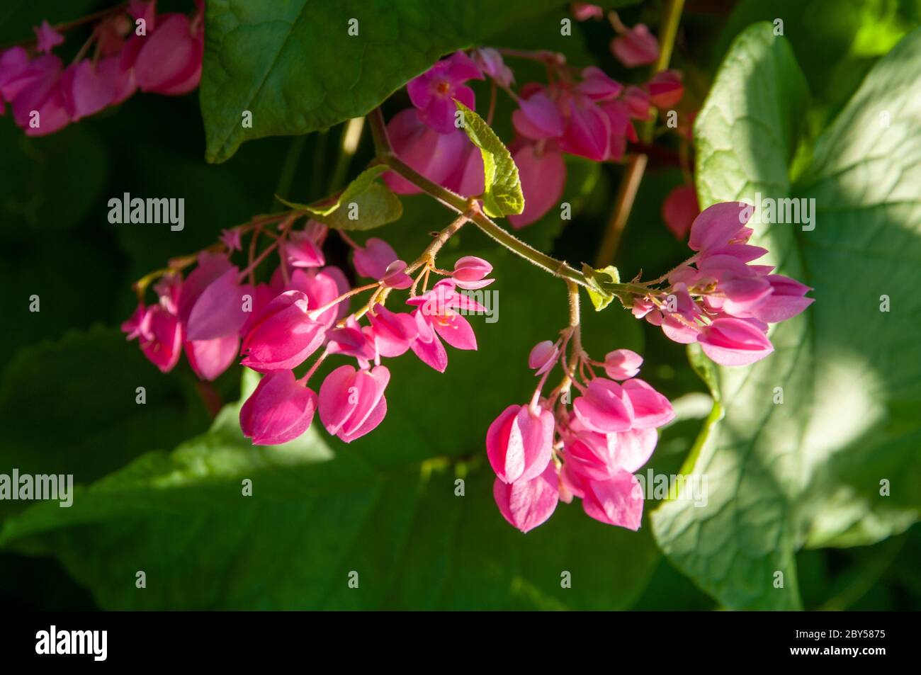 Beautiful pink wild tropical flower of Coral Bells (Antigonon leptopus) in a green lush field Stock Photo