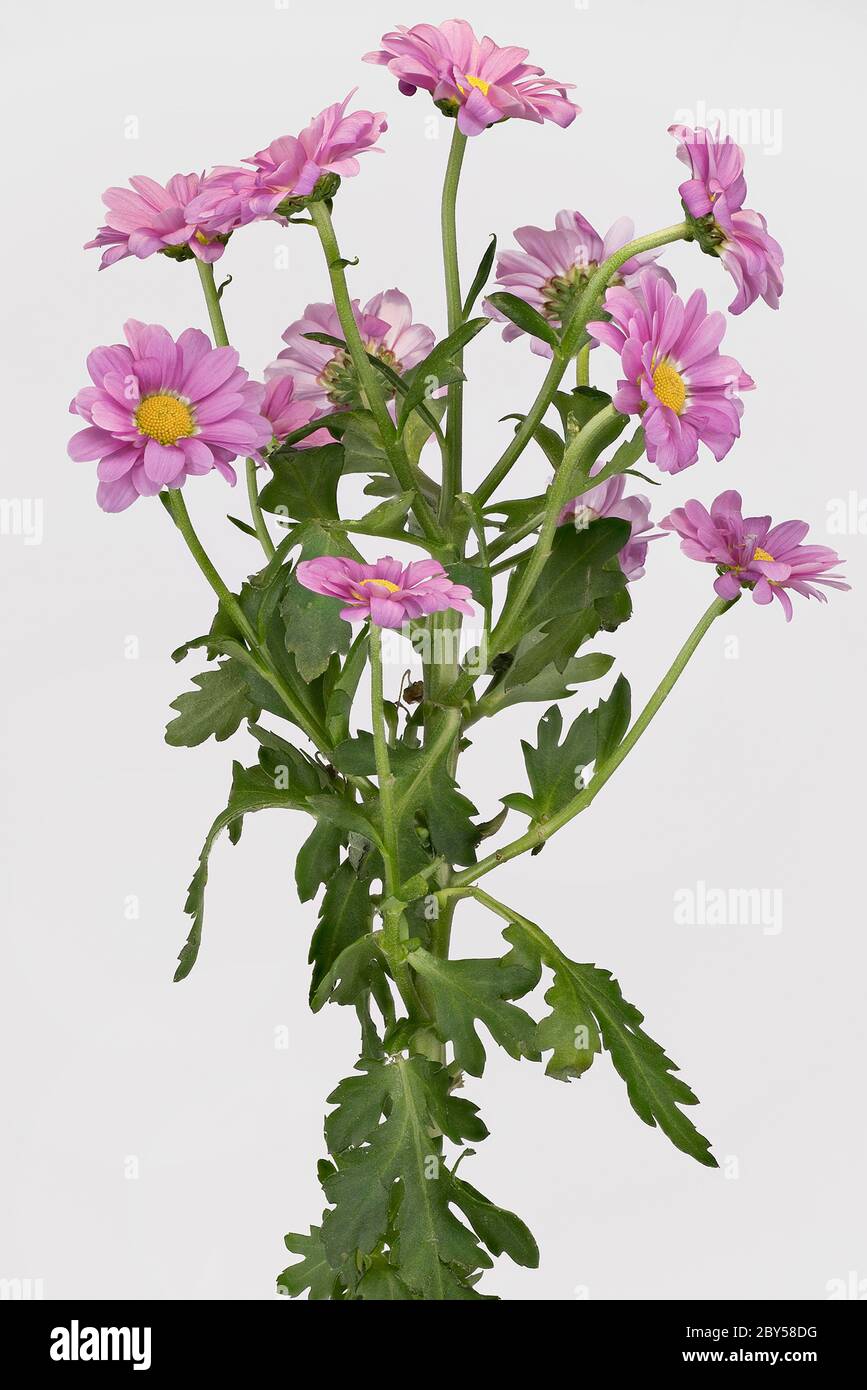 Costmary, Chinese Aster, Chrysanthemum, Mum, Garden Mum (Dendranthema x