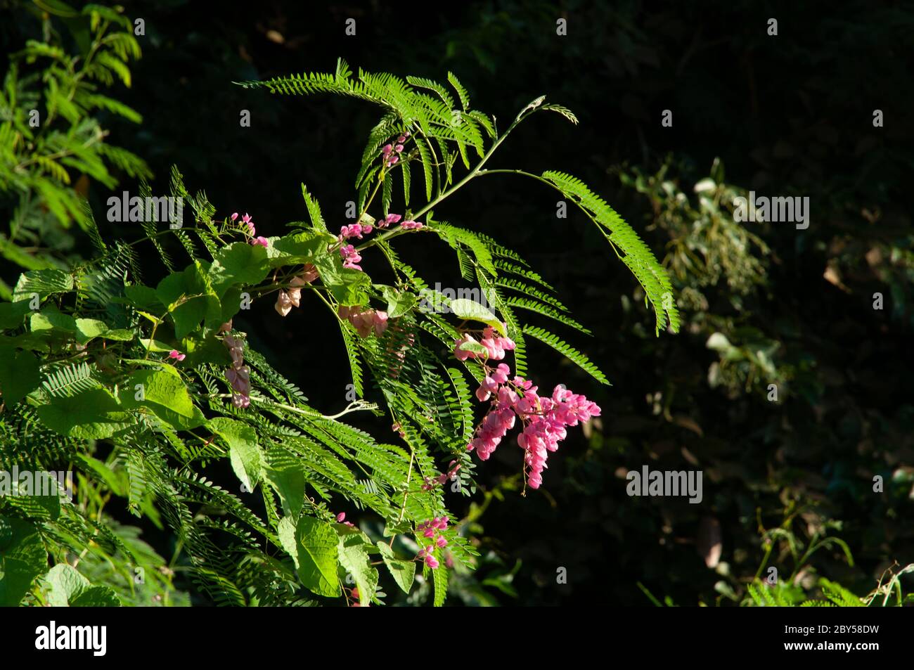 Beautiful pink wild tropical flower of Coral Bells (Antigonon leptopus) in a green lush field Stock Photo